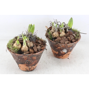 arr4 Bollenmix MB - Harspotje taps x4