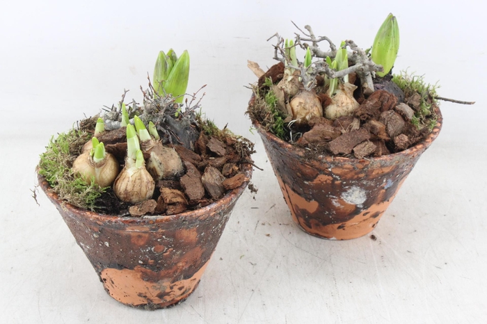 <h4>arr4 Bollenmix MB - Harspotje taps x4</h4>