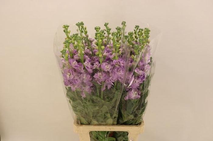 <h4>MATTH IRON MARINE</h4>