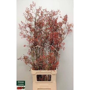 Rosa Plenty Red Essem