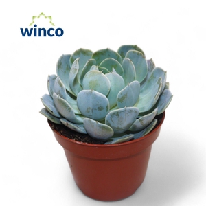 Echeveria Grey Prince
