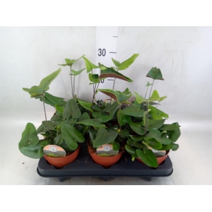 Hemionitis arifolia