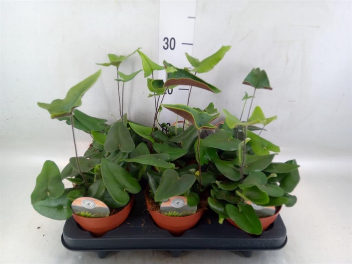 <h4>Hemionitis arifolia</h4>