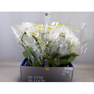 Phalaenopsis   ...white