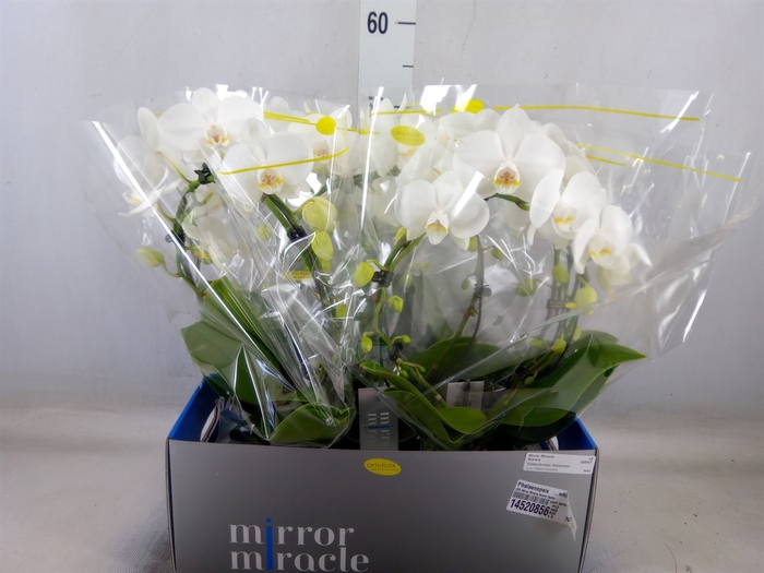 <h4>Phalaenopsis   ...white</h4>