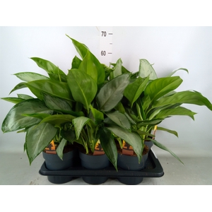 Aglaonema   ...
