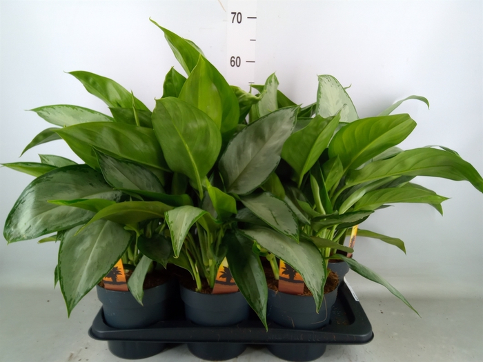 <h4>Aglaonema   ...</h4>