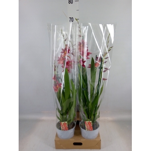 Burrageara  'Nelly Isler'