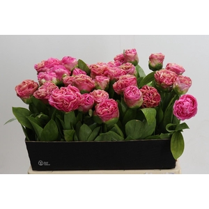 Paeonia Carnation Bouquet