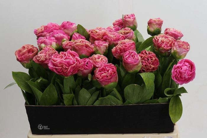 <h4>Paeonia Carnation Bouquet</h4>