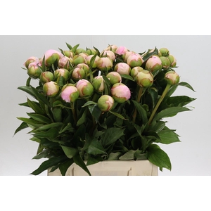 Paeonia Alertie