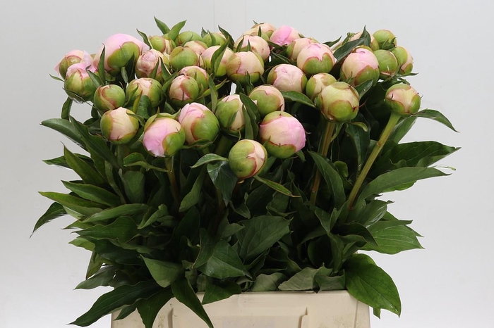 <h4>Paeonia Alertie</h4>