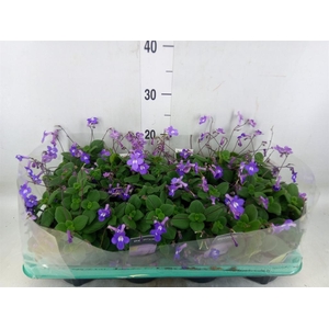 Streptocarpus saxorum