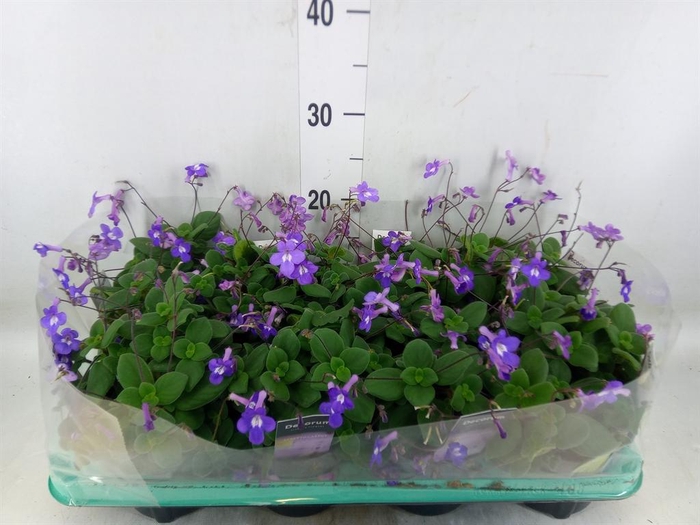 <h4>Streptocarpus saxorum</h4>