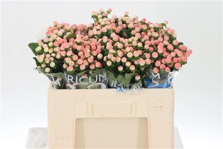 <h4>Hyp Coco Tiamo</h4>