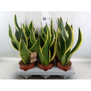 Sansevieria trifa. 'Futura Superba'