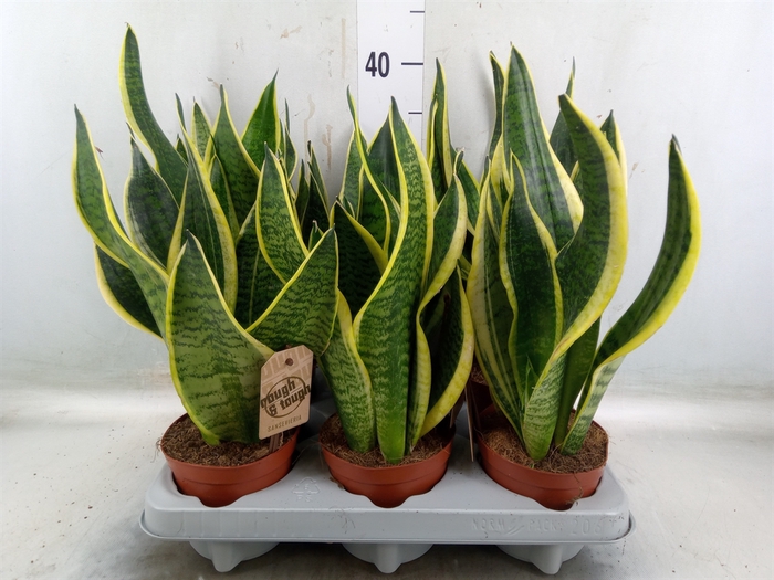 <h4>Sansevieria trifa. 'Futura Superba'</h4>