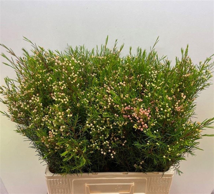 <h4>CHAME UN UMBRELLA</h4>