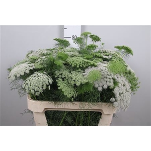 Ammi Vis Casablanca