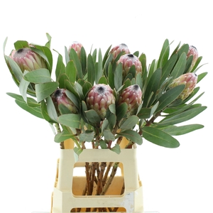 Protea Susara