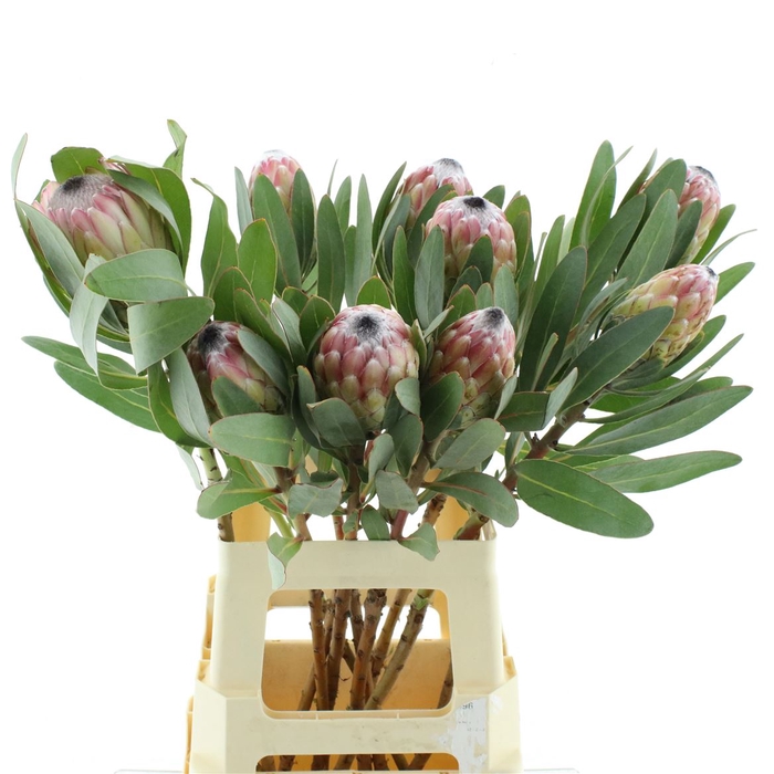 <h4>Protea Susara</h4>