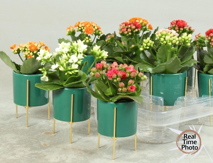 <h4>ARR KAMERPL</h4>