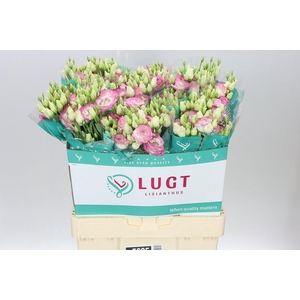 Eust Du Croma Bridal Kiss