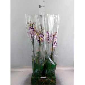 Phalaenopsis   ...