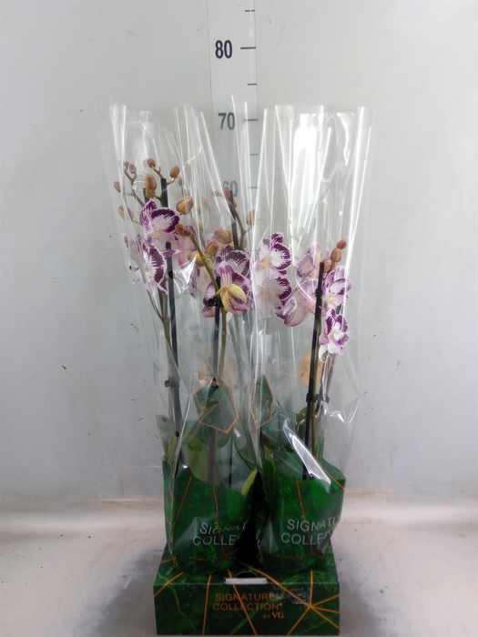 <h4>Phalaenopsis   ...</h4>