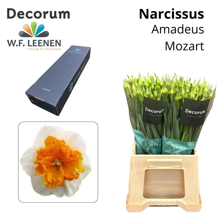 <h4>Narcissus Amadeus Mozart Large Box 300</h4>