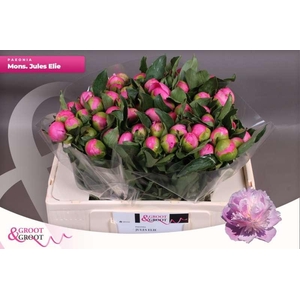 Paeonia Monsieur Jules Elie