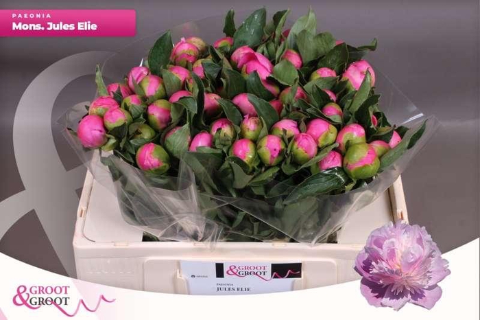 <h4>Paeonia Monsieur Jules Elie</h4>