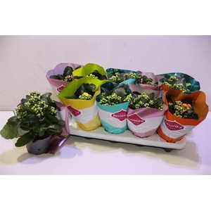 Kalanchoe Double Deluxe Mix