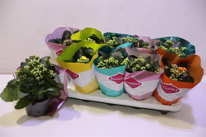 <h4>Kalanchoe Double Deluxe Mix</h4>