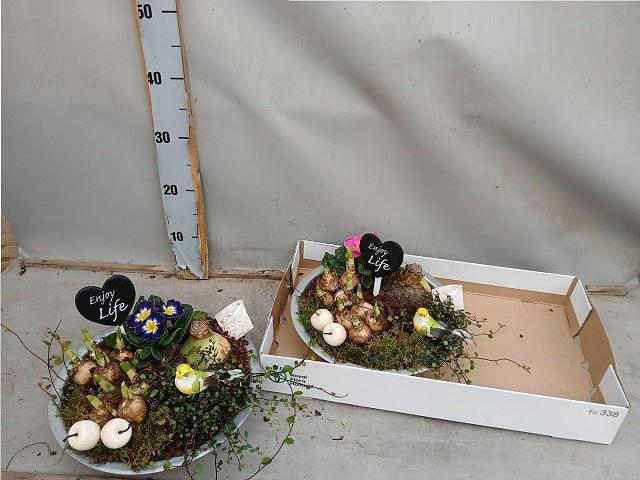 <h4>ARR BOL KNOLGEWAS</h4>