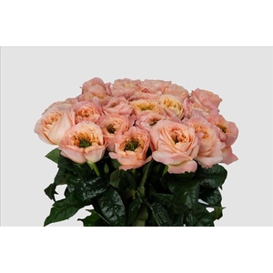 Rosa ec melon xpression