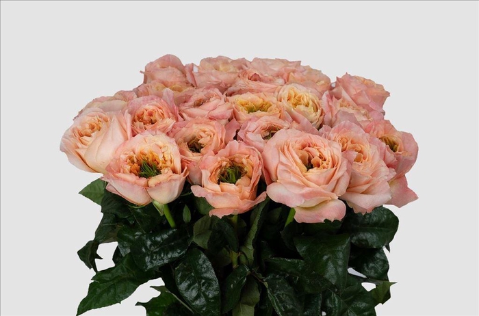 <h4>Rosa ec melon xpression</h4>