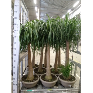 Beaucarnea recurvata