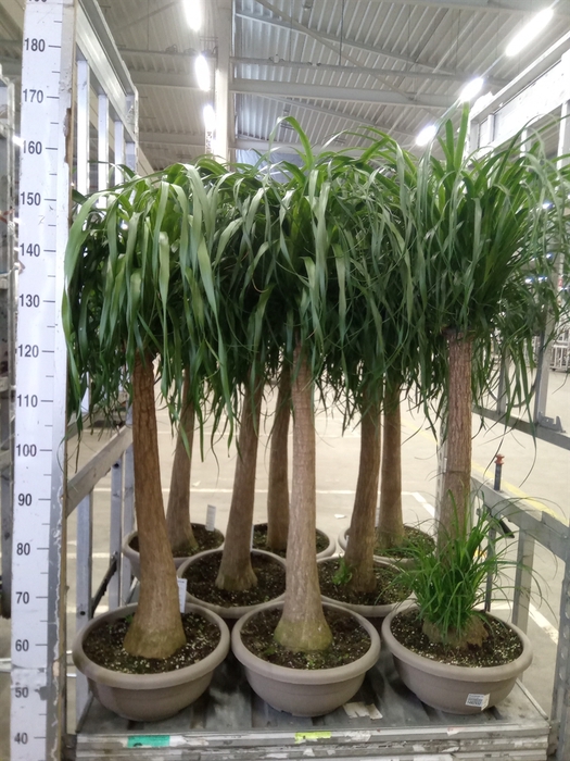 <h4>Beaucarnea recurvata</h4>