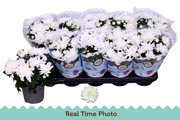 <h4>CHRYS MOUNT GERLACH</h4>