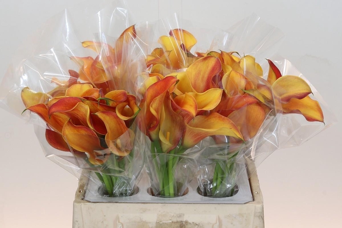 <h4>Zantedeschia Morning Sun</h4>