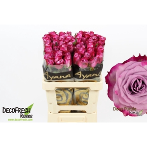 R Gr Deep purple