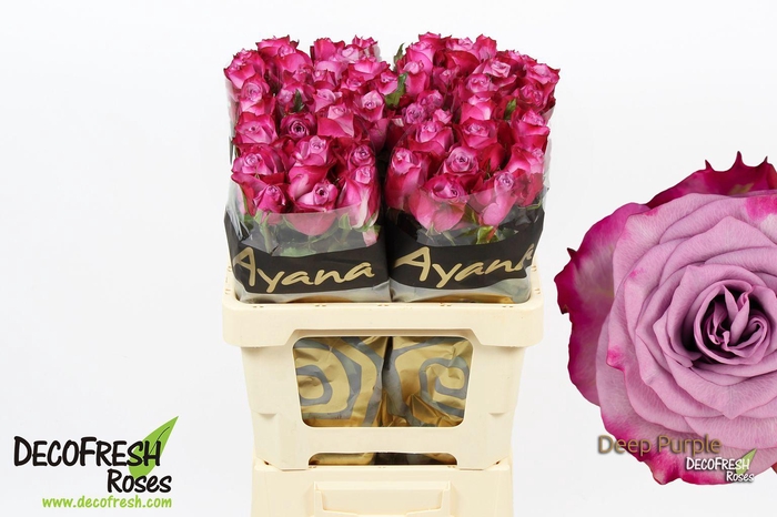 <h4>R Gr Deep purple</h4>