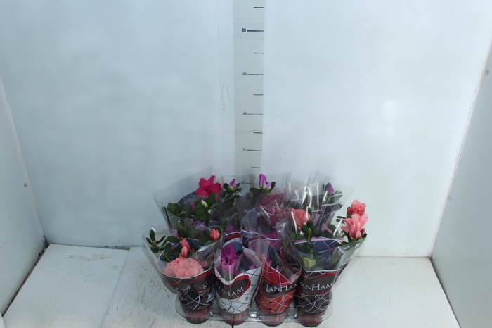 <h4>AZALEIA P09</h4>