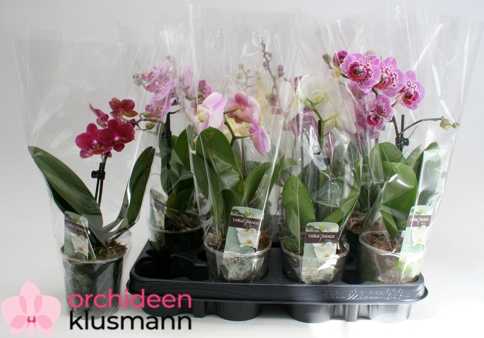 <h4>PHAL GEM</h4>