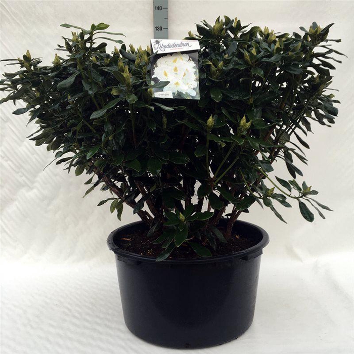 <h4>Rhodo. 'Madame Masson' white</h4>