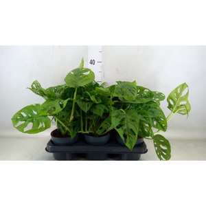 Monstera obliqua 'Monkey Mask'