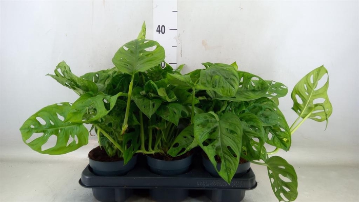 <h4>Monstera obliqua 'Monkey Mask'</h4>