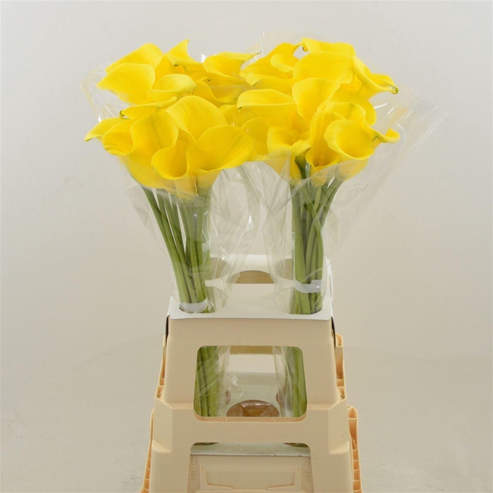 <h4>Calla Gold Label</h4>