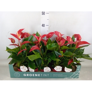 Anthurium  'Banderola Roja'